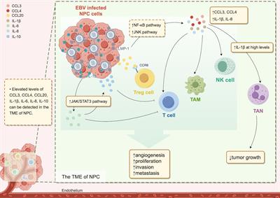 Nasopharyngeal carcinoma-associated inflammatory cytokines: ongoing biomarkers